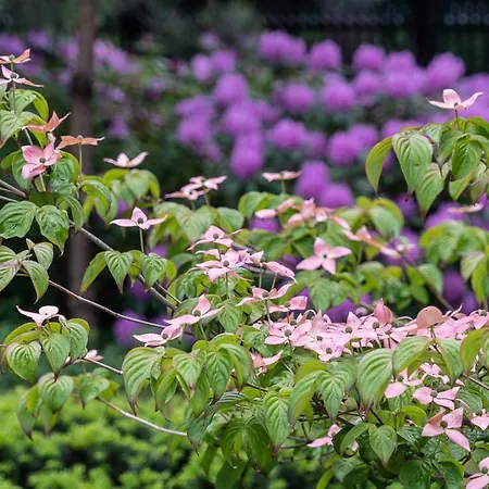 Osrodek Taira I Leliwa